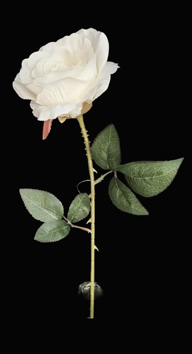 Single faux white rose stem with ivory petals, thorned green stem and green leaves on black background — 55cm tall — Mistletoe Home